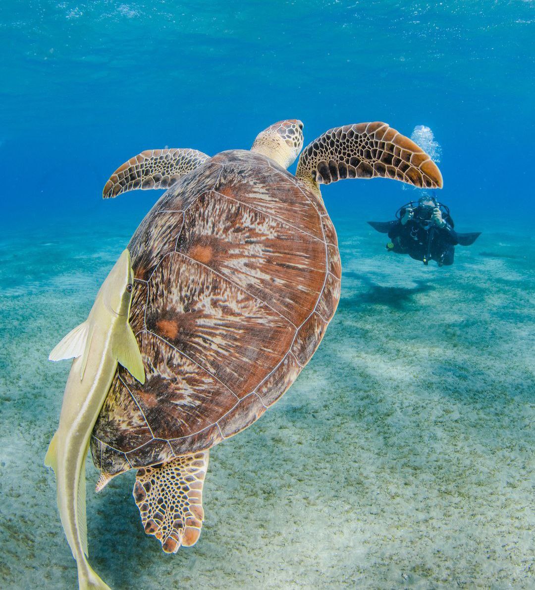 Бухта черепах Абу-Дабаб