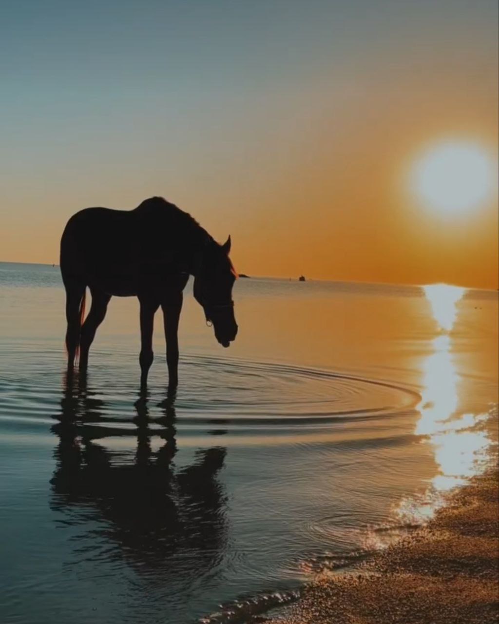 Приключение на лошадях в пустыне и на пляже